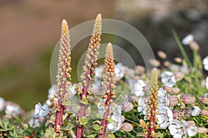 Navelwort (umbilicus rupestris) flowers