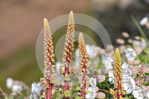 Navelwort (umbilicus rupestris) flowers