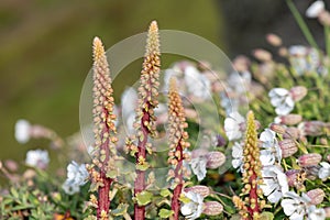 Navelwort (umbilicus rupestris) flowers