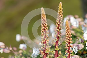 Navelwort (umbilicus rupestris) flowers