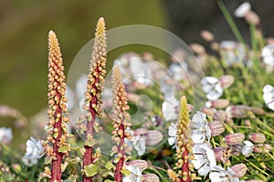 Navelwort (umbilicus rupestris) flowers