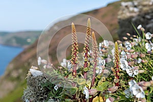 Navelwort (umbilicus rupestris) flowers