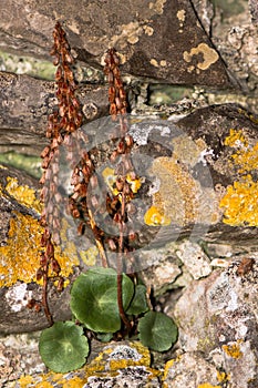 Navelwort (Umbilicus rupestris) in seed