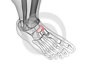 the navicular bone