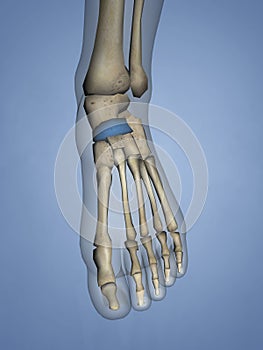 Navicular Bone, 3D Model