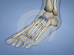 Navicular Bone, 3D Model