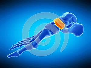 The navicular bone