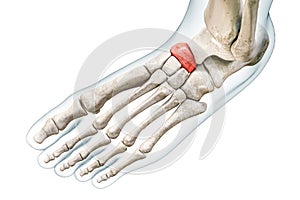 Navicular tarsal bone in red with body 3D rendering illustration isolated on white with copy space. Human skeleton and foot photo