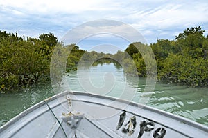 Navigating the strange and beautiful mangrove forests whose roots are in the water.