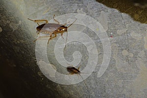 Navigation and communication system in insects of red German cockroaches Prusaks