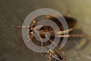 Navigation and communication system in insects of red German cockroaches Prusaks