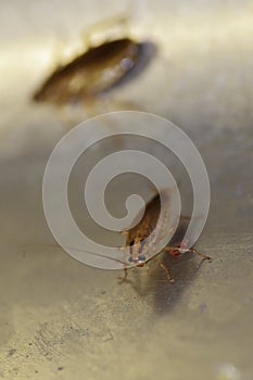 Navigation and communication system in insects of red German cockroaches Prusaks