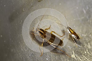 Navigation and communication system in insects of red German cockroaches Prusaks