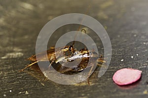 Navigation and communication system in insects of red German cockroaches Prusaks