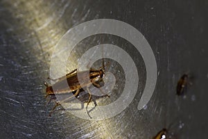 Navigation and communication system in insects of red German cockroaches Prusaks