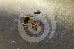 Navigation and communication system in insects of red German cockroaches Prusaks