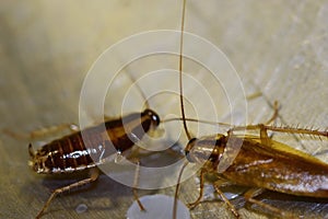 Navigation and communication system in insects of red German cockroaches Prusaks