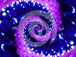 Navy blue violet flower spiral abstract fractal effect pattern background. Floral spiral abstract pattern fractal. Incredible navy