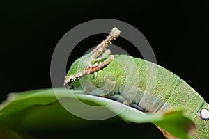 Nawab Catterpillar butterfly