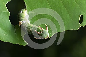 Nawab Catterpillar butterfly