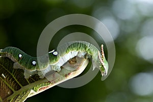 Nawab Catterpillar butterfly