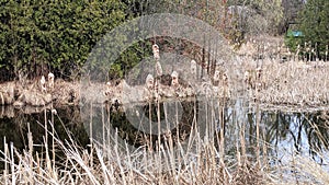 Nawautin Nature Sanctuary Grafton Ontario