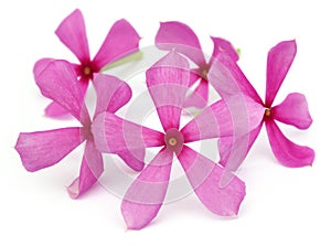 Nayantara over white background