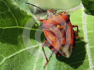 Nazara viridula half wing bug photo