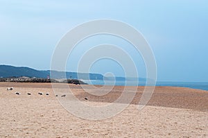 Nazare, beach, Portugal, Iberian Peninsula, Europe, nature, sand photo