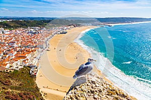 Nazare, Portugal: Panorama of the Nazare town and Atlantic Ocean with seagull bird in the foreground, seen from Nazare