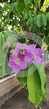 Nazareno,  Flowers, tree, color photo