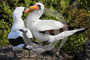 Nazca Boobies (Sula granti) preening