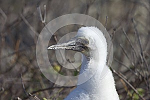 Nazca Booby