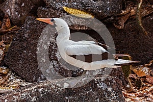 Nazca booby in its habitat