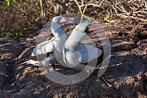 Nazca booby in its habitat