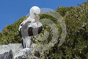 Nazca booby sitting on a rock