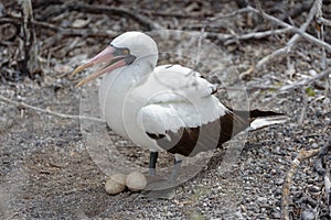 Nazca Booby sula granti with nest with two eggs on Genovesa Island, Galapagos Islands, Ecuador, South America