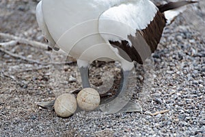 Nazca Booby sula granti with nest with two eggs on Genovesa Island, Galapagos Islands, Ecuador, South America