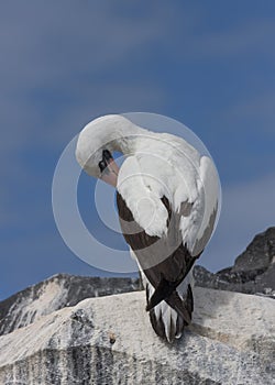 Nazca Booby Sula granti preening, Galapagos Islands