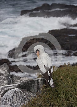 Nazca Booby Sula granti preening, Galapagos Islands