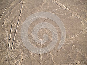 Nazca Lines