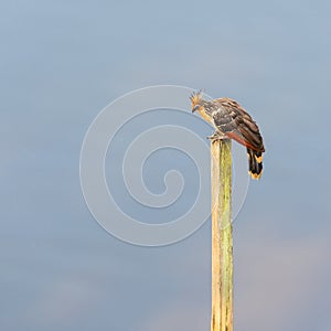 Hoatzin Stinky Bird, Amazon Rainforest photo