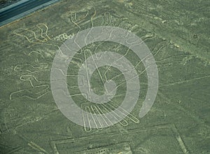 Nazca Lines: The Tree