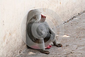 Babunian male sitting