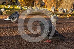 Pigeons in the park photo