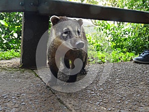 Coati at Iguazu Falls photo