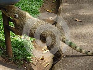 coati looking for food in a trash photo