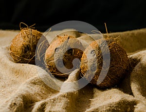 Coconuts, naturally burlap and fresh from the tree photo