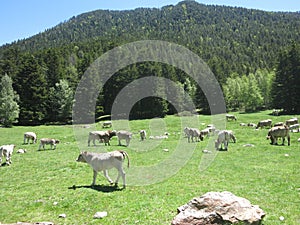 cows grazing in a meadow in the pyrenees photo