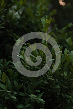 Ncut evergreen bush for landscape design close-up in soft rays of daylight